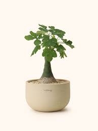 Image result for Adenia glauca