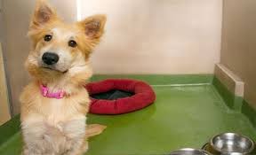 Shop chewy for the best pet supplies ranging from pet food, toys and treats to litter, aquariums, and pet supplements plus so much more! Dog Boarding In Langhorne Pa Town Country Pet Care Center