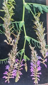 Image result for Astragalus atropilosulus
