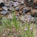 Image result for Hesperantha petitiana