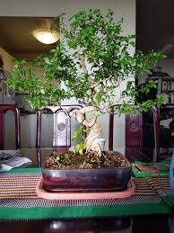 This is the forth update to the tree. My Serissa Foetida Bonsai