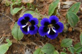 Image result for Aptosimum albomarginatum