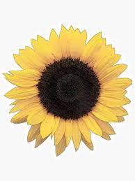 Sunflower Flower Yellow Sticker By Odiana In 2021 Sunflower Png Love Png Sunflower Flower