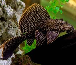 A seven inch leopard sailfin plecostomus (pterygoplichthys gibbiceps). Popular Algae Eating Fish For Aquarium Amazon Sailfin Pleco Aquascape Store