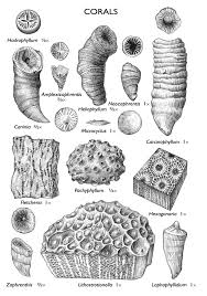 Pin By Lisa Welker On Fossils Minerals Fossils Fossil Hunting Rocks And Minerals