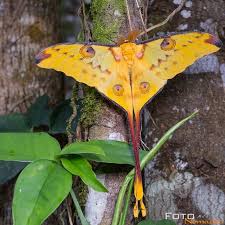 Bei Diesem Mannlichen Kometfalter Hatten Wir Riesiges Gluck Und Waren Zur Richtigen Zeit Am Richtigen Ort Namlich Im Garten Unserer Instagram Animals Insects