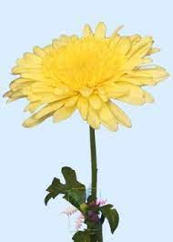 Chrysanthemums were known to the greeks as the golden flower and are among the most popular flowers in the world after roses. Chrysanthemum Flower Information Chrysanthemum Cut Flower Flower Shop Network