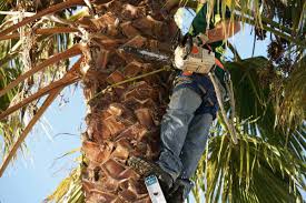 Here's a quick overview of what costs to expect from a professional tree trimming service near you: How To Trim A Palm Tree In 5 Simple Steps Garden Tabs