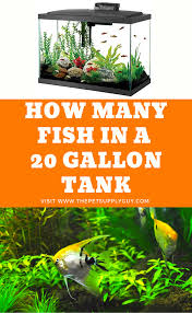 How Many Fish In A 20 Gallon Tank Fish Tank Stocking Ideas Fresh Water Fish Tank Cool Fish Tanks Fish Tank