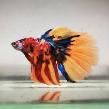 The betta fish is native to thailand, malaysia, and cambodia, and while most of the bettas sold in pet stores today are only nevertheless, female betta fish are lovely, colorful, and anything but boring! Live Betta Fish Male Fkoi Rainbow Galaxy Halfmoon Betta Anov100 Ebay