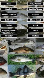 Which App Gives Fish Weight Chart Based On Fish Length