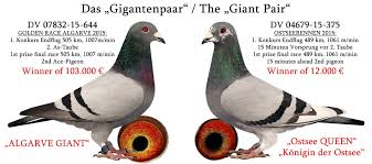 Porumbei dau la schimb porumbei. Reduceri Mari Magazin De Vanzare Vanzare Statele Unite Online Porumbei Voiajori Inele Ro Gold 2017 Pripasiti Centrulgermanbistrita Ro