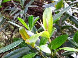Image result for Strophanthus speciosus