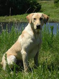 We carry among the best health guarantees you will find anywhere. Professional Labrador Training Breeding In Southside Virginia North Carolina Cedar Hill Retrievers