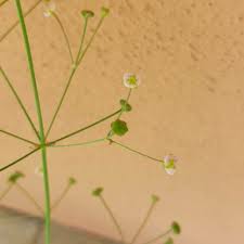 Image result for Aneilema lanceolatum