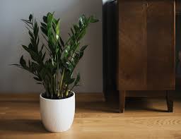 If you notice your zz plant is leaning away from it's light source, it is receiving too much sunlight. Zz Plant Stalks Falling Over Osera