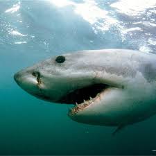 🦈 para dibujar tiburón paso a paso de forma fácil y sencilla sigue las instrucciones de mi video. El Tiburon De Groenlandia Es El Vertebrado Mas Longevo Del Planeta