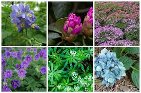 Flowers that grow on trees name. 9 Gorgeous Plants That Grow Well Under Pine Trees