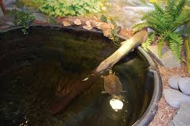 Download all photos and use them even for commercial projects. Indoor Turtle Pond Start To Finish