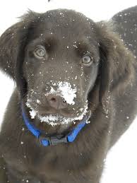Flat coated retriever puppies for sale in pa. Flat Coated Retriever Puppies For Sale In Pa The Y Guide