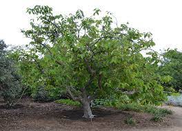 The difficulty in searching for a particular philippine plant is the multiplicity of common names that the plant may possess, often more than 10, sometimes as many. Ufei Selectree A Tree Selection Guide