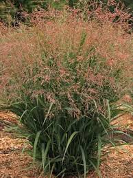 Image result for Panicum hymeniochilum