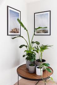 Living room indoor plant corner ideas. Indoor Plant Corner Modern Living Room Melbourne By Hx Design Houzz