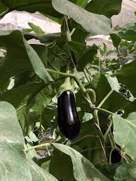 Nobody has contributed to elite agro llc's profile yet. Barker Langham On Twitter Our Research Takes Us To All Sorts Of Wonderful Places Today We Re At Elite Agro Farm Researching Sustainable Irrigation And Crop Cultivation Methods Fieldresearch Ecofarming Https T Co Motbfhjvzy