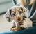 Wire Haired Dachshund
