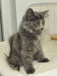 Http Austerlitz Siberian Cz Vweb Allc Cora Cora15092304 Jpg Tortoise Shell Cat Fur Babies Kitty