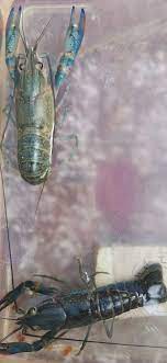 Berapa banyak hasil panen dari budidaya lobster air tawar yang bisa anda dapatkan? Lobster Lobster Air Tawar æ·¡æ°´é¾è¦ Crayfish å°é¾™è™¾kk Sabah Facebook