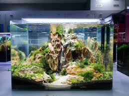 Beautiful Aquascape Freshwater Tank Fresh Water Fish Tank Tropical Fish Tanks Aquarium Fish Tank