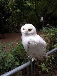 Zoologischer garten hof alte plauener strasse 40 95028 hof telefon: Zoologischer Garten Hof Picture Of Zoologischer Garten Hof Tripadvisor