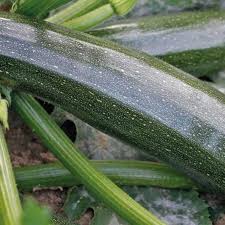 C'est le légume idéal pour encourager les enfants à cultiver un jardin. Courgette Bio Le Pot De 10 5 Cm Plants Potagers Autres Producteurs Potager Et Verger Botanic