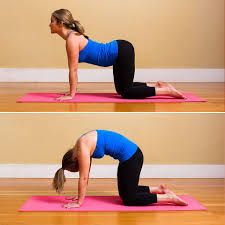 Cat Cow Pose Exercise Yoga Poses For Beginners Yoga Poses