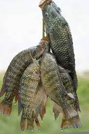 Shark is halal for all sunni schools and haram for the shia jafari school. Some Halal Fishs Names From Aytllh Seestani S Office Jurisprudence Laws Shiachat Com
