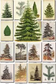 I love cedar for its warmth and attenuated highs. Conifer 2 Collection Of 122 Vintage Images Larch Cedar Cypress Etsy In 2021 Conifers Vintage Images Printable Print