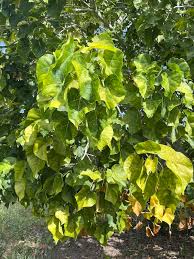 Image result for Hildegardia