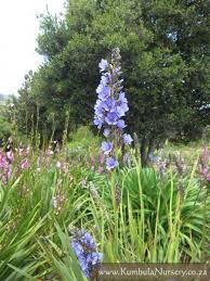 Image result for Aristea angolensis