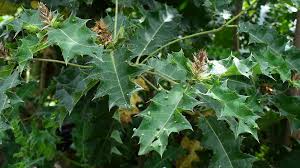 Image result for Vernonia kirungae