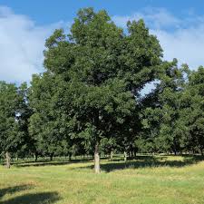 Image result for Carya illinoinensis