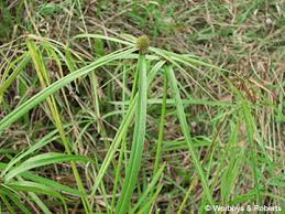 Image result for Cyperus nduru