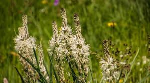 Photo Plantes de Vende : zoom sur l'Asphodle qui apparat dans Harry ...