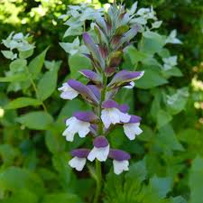 Image result for Acanthus