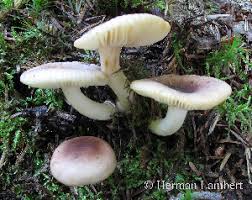 Image result for Russula perlactea