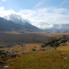 Image result for Tephrosia acaciifolia