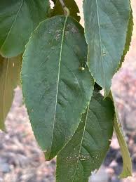Image result for Elaeodendron matabelicum