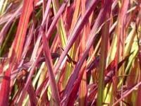 We did not find results for: Les Graminees Le Jardin Du Morvan Thierry Denis