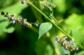 Image result for Cantinoa