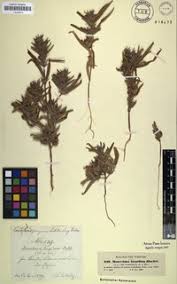 Image result for Pogonospermum ciliatum